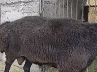 Beran, Hissar sheep — foto 7
