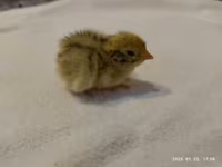 Quails — 照片 4