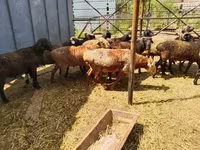 قوچ, Gorkov sheep — عکس 3