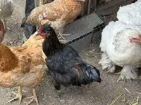 Chickens — foto 5