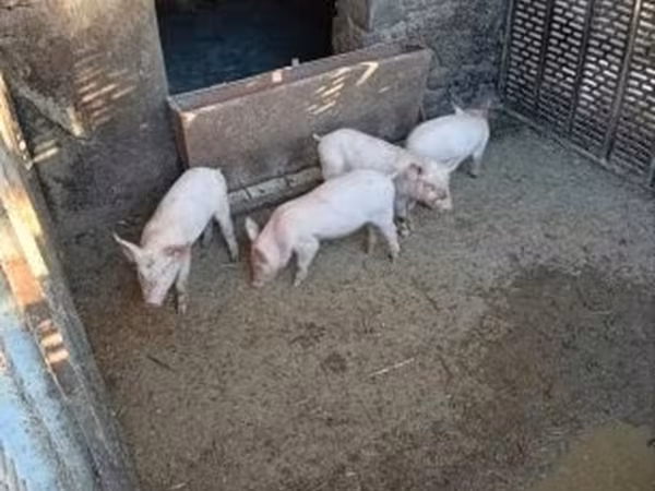 Eber, Schweine