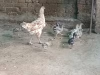 Chickens — عکس 4