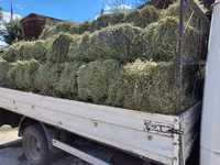 Balot de lucernă — 3. fotó