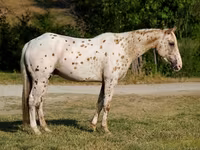 اسب نر, Appaloosa — عکس 3