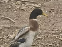 Geese — foto 2