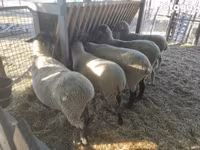 Хуц, White Suffolk sheep — 3 зураг