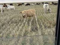 گاو نر, Swiss cattle — عکس 3