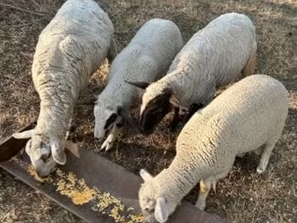Sheep, Sheep — Hungary