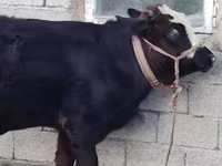 گاو نر, Simmental cattle — عکس 8