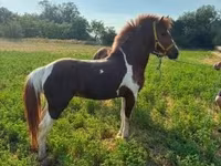 Cavallo, Cavalli — foto 2