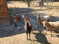 ஆண் ஆடு, Cameroon sheep — புகைப்படம் 4