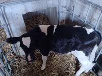 Tyre, Holstein-race — foto 1