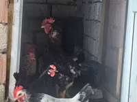 Chickens — 写真 2