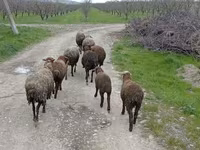 Biri-biri betina, Sheep — foto 1