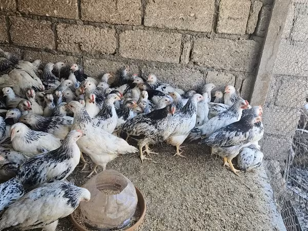 Chickens