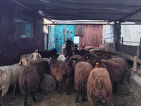 قوچ, گوسفند — عکس 1