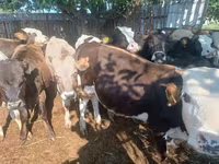 Toro, Bovini — foto 4