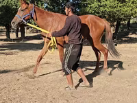 Kısrak, Arabian horse — foto 5