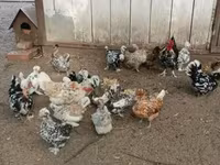 Ιαπωνικό Bantam — φωτογραφία 2