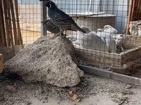 Quails — foto 1