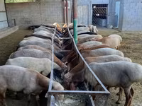 Widder, Rhon sheep — Foto 1