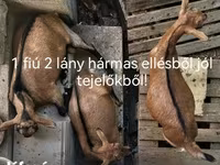 بز ماده, بز — عکس 1