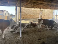گاو ماده, Simmental cattle — عکس 5