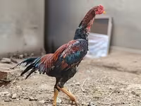 Bantam japonez — foto 3