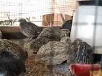 Quails — լուսանկար 2