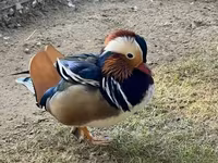 Ducks — foto 1