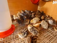 Quails — Foto 3