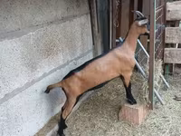Ziege, Alpine goat — Foto 1