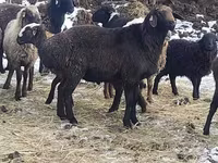 Beran, Hissar sheep — foto 3