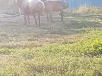 Овен, Rhon sheep — снимка 8