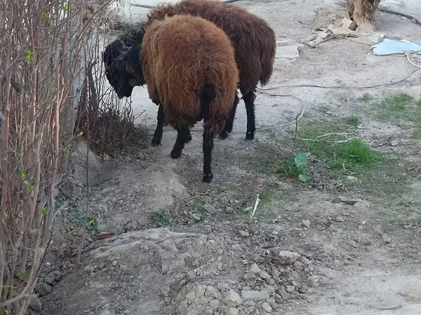Ram, Sheep