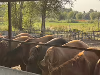 Merrie, Paarden — foto 1