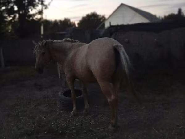 კვიცი, Palomino