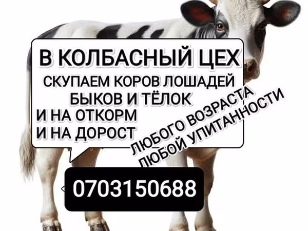 Bull, Cattle — Kyrgyzstan