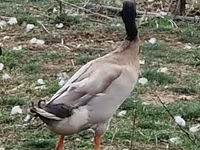 Indian Runner — foto 1
