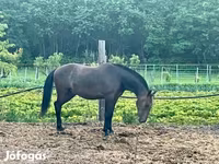 Kůň, Lipizzaner — foto 3