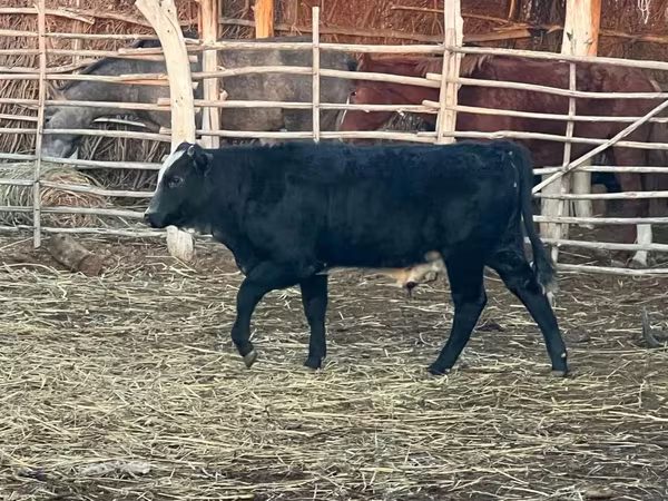 Toro, Aberdeen Angus
