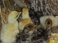 Turkeys — عکس 2