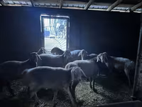 Koç, Arashan sheep — foto 2