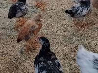 Chickens — foto 5