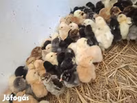 Chickens — عکس 1