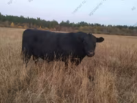 Tehén, Aberdeen-Angus — 8. fotó