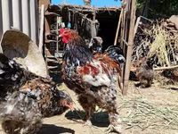 Chickens — عکس 1