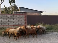 میش, گوسفند — عکس 1