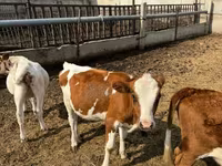 Krowa, Simmental cattle — zdjęcie 5