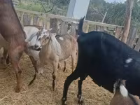Kambing betina, Nubian Goat — foto 1